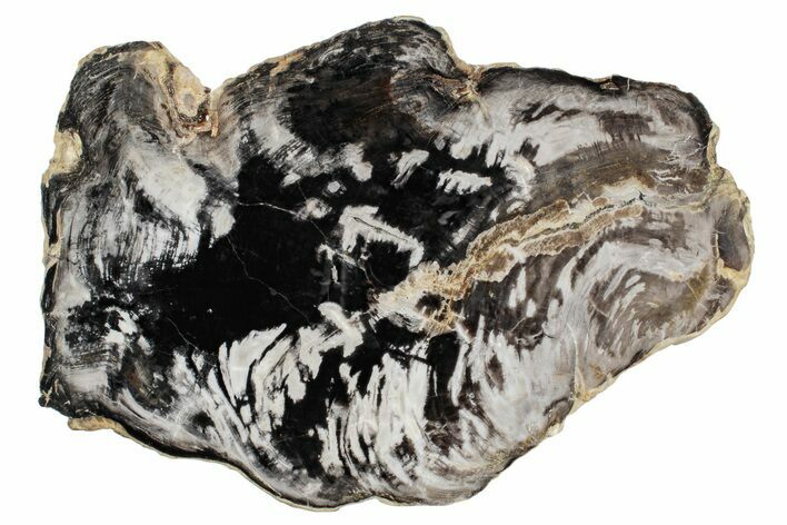 Polished, Petrified Wood (Metasequoia) Slab - Oregon #244863